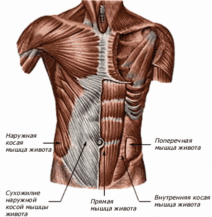 мышцы живота
