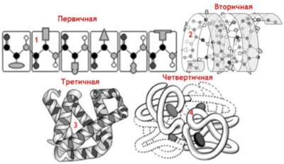 структура белка