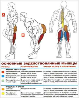 румынская становая тяга, мышцы