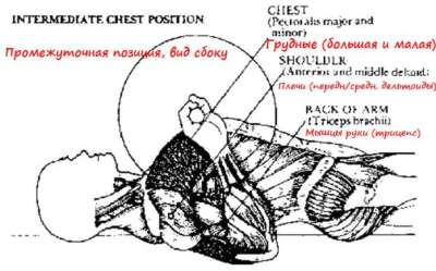 мышцыц в жиме лежа, промежуточная позиция