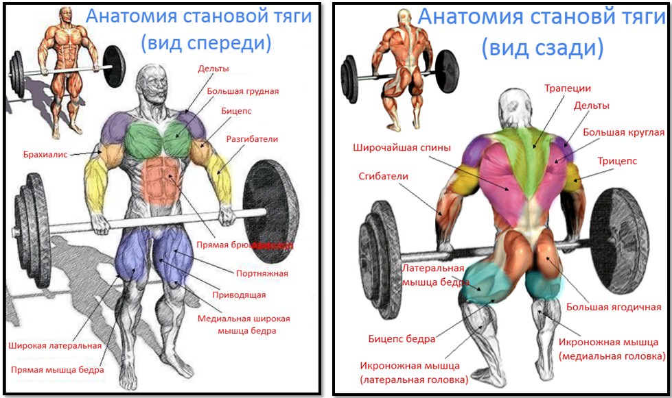 анатомия становой тяги