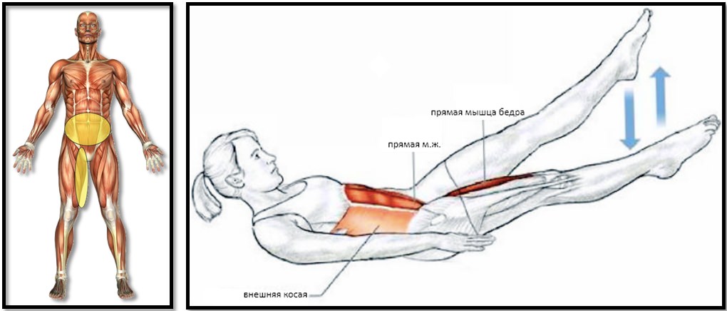 Упражнение ножницы мышцы атлас