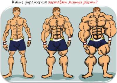 какие упражнения заставят мышцы расти какие упражнения заставят мышцы расти