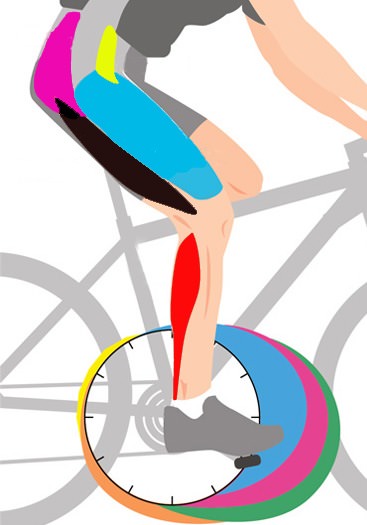 мышцы, задействованные при езде на велосипеде