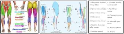 анатомический атлас мышц ног