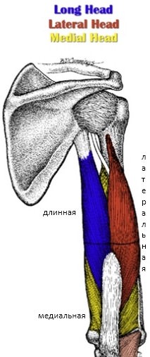 Трицепс анатомия