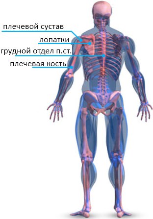 Склелетная анатомия плеч