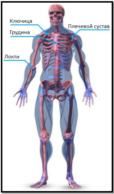 Скелетная анатомия грудных мышц