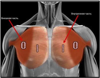 Внешние и внутренние части грудных мышц