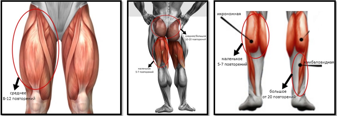 Мышцы ног и их типы мышечных волокон, количество повторений