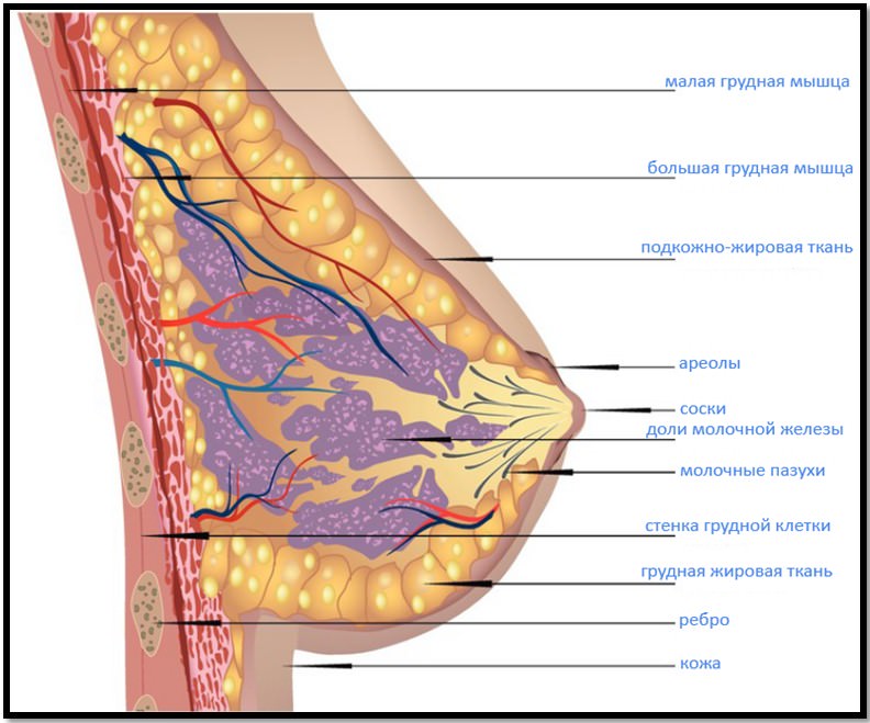 Фото Женской Груди В Домашних Условиях