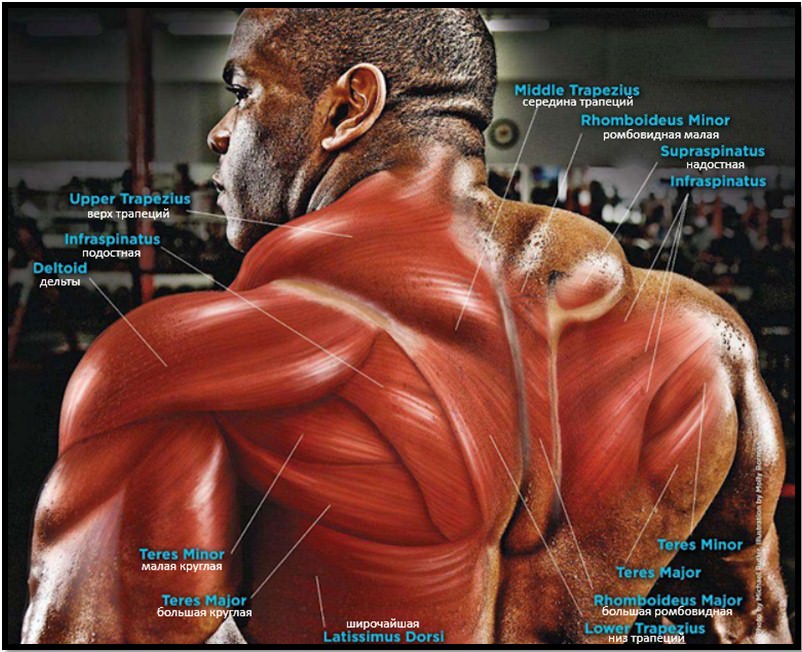 Мышцы спины середина и верх