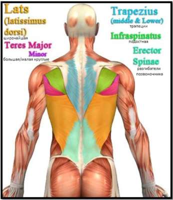 мышцы спины анатомия 1