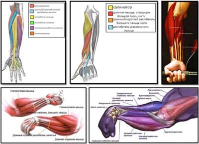 анатомия мышц предплечий, кисти