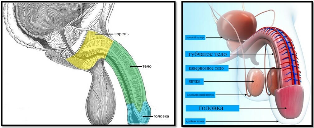 анатомия полового члена