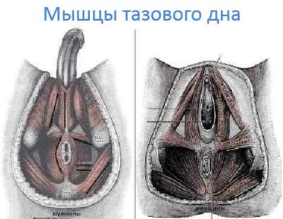 мышцы тазового дна у мужчин и женщин
