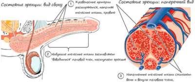 состояние эрекции