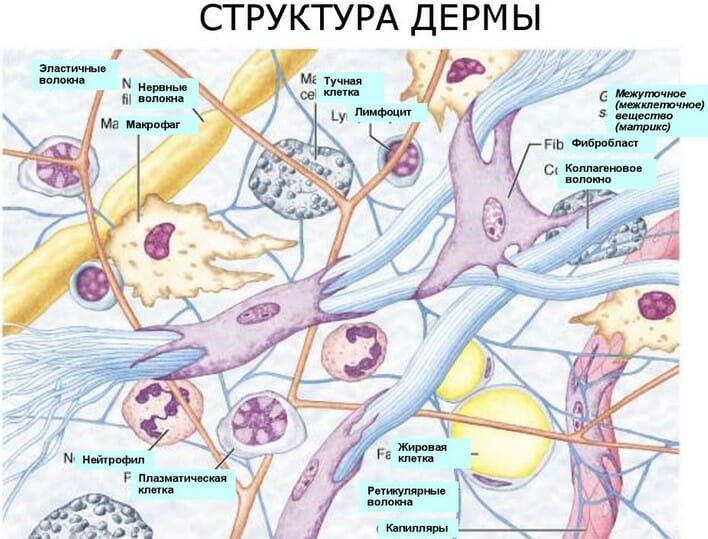 структура дермы