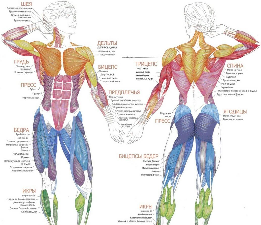 анатомический атлас мышц