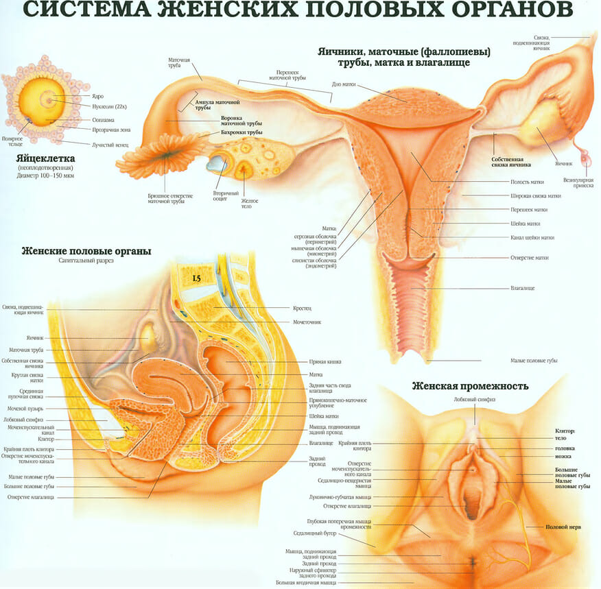 система женских половых органов