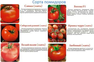 сорта помидоров