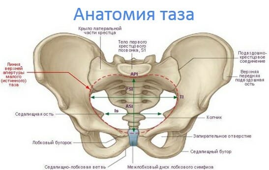 anatomiya taza
