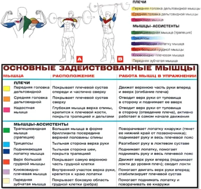 армейский жим мышцы в работе армейский жим мышцы в работе