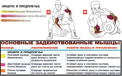 концентрированный подъем гантели на бицепс мышцы в работе концентрированный подъем гантели на бицепс мышцы в работе