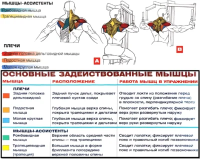 обратная бабочка мышцы в работе