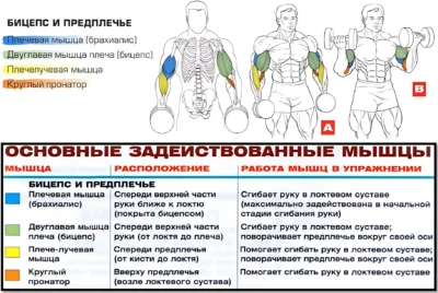 подъем гантелей на бицепс работа мышц в упражнении подъем гантелей на бицепс работа мышц в упражнении