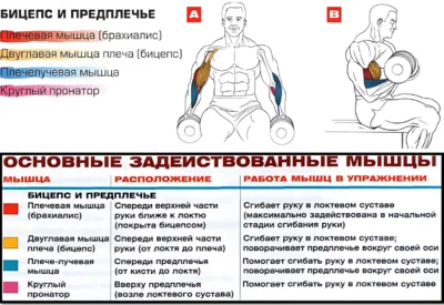 подъем гантелей на бицепс сидя работа мышц в упражнении подъем гантелей на бицепс сидя работа мышц в упражнении