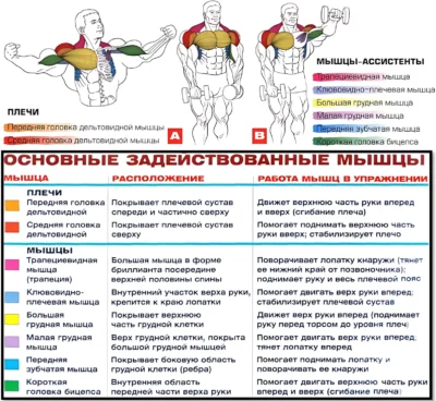 подъем гантелей перед собой мышцы