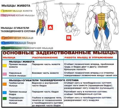 Подъем коленей в упоре мышцы up