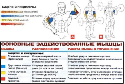 подъем штанги на бицепс мышцы в работе