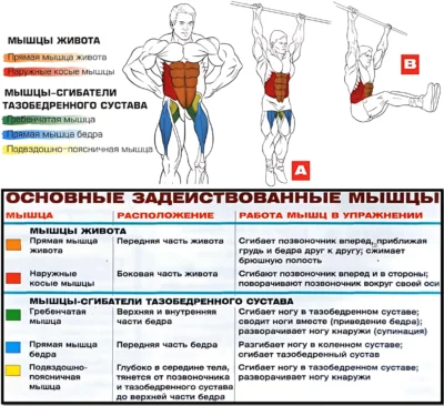 подъемы ног в висе мышцы 2 подъемы ног в висе мышцы 2