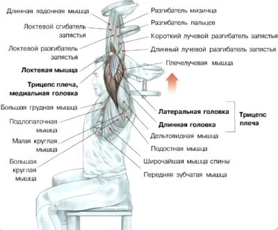 Разгибание рук из-за головы мышцы