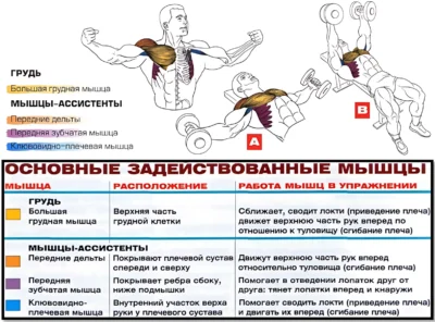 разведение гантелей лежа мышцы 2 разведение гантелей лежа мышцы 2