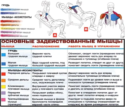 Разведение гантелей на наклонной скамье мышцы 2