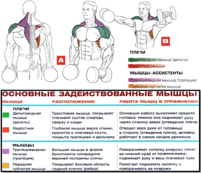 разведение гантелей в стороны мышцы