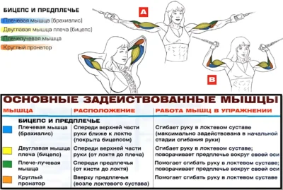 сгибание рук на бицепс в кроссовере мышцы в работе