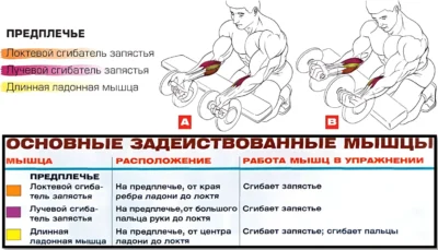 Сгибание рук в запястьях мышцы в работе