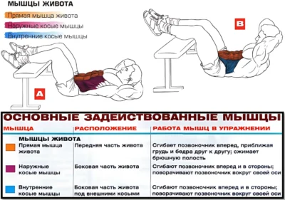 скручивания мышцы в работе