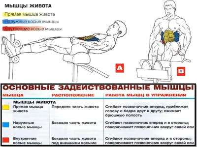 Скручивания на римском стуле мышцы