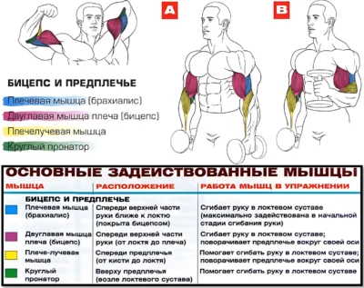 упражнение молоток мышцы в работе