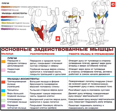 жим арнольда мышцы в работе