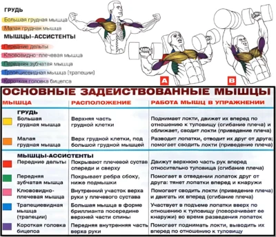 Жим гантелей 45 градусов мышцы 2