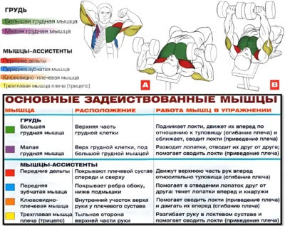 жим гантелей мышцы 2