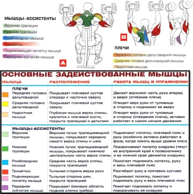 жим гантелей сидя мышцы в работе
