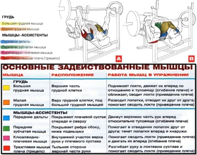 Жим головой вниз мышцы 2 Жим головой вниз мышцы 2