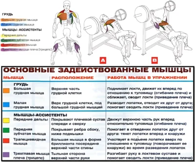 Жим на наклонной скамье мышцы 2